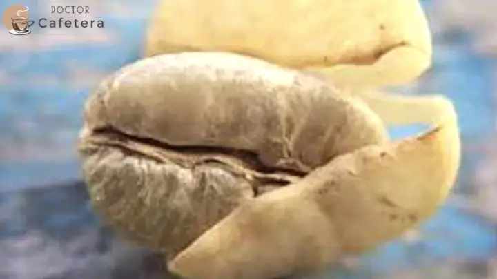 Green bean, still wrapped in parchment, with a coating on the surface.