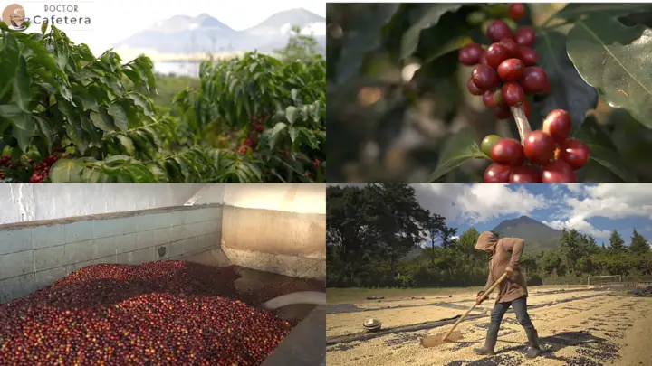 What the traceability of a coffee indicates